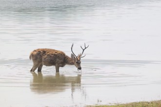 Sambar (Cervus unicolor), roe deer, horse deer, noble deer, eats in water, Kanha National Park,