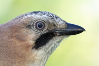Eurasian jay (Garrulus glandarius) portrait, side view of the head, Rhine floodplain, Upper Rhine,