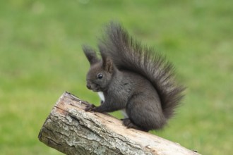 Squirrel (Sciurus vulgaris)