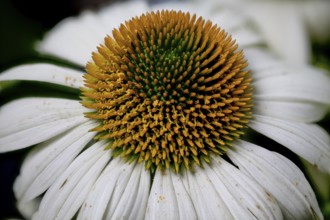 Echinacea purpurea, white form, hedgehog's head (Echinacea purpurea, forma alba)