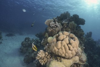 Edwards star coral (Goniastrea edwardsi)