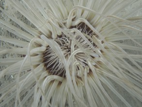 Cylinder rose (Cerianthus sp)