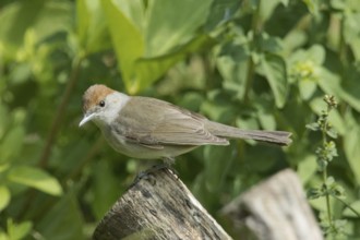 Blackcap (Sylvia atricapilla)
