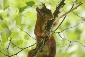 Squirrel Rodent (Sciurus)