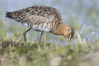 Black-tailed godwit (Limosa limosa)