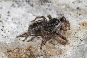 Cross spider (Pellenes tripunctatus)