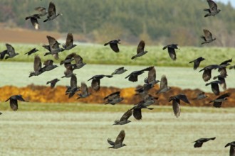 Jackdaw (Coloeus monedula)
