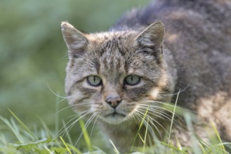 European wildcat (Felis silvestris)
