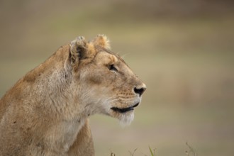 Lioness portrait (Panthera leo)