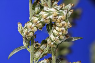 Mugwort monk - caterpillar with super tan colour (Cucullia absinthii)