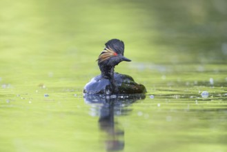 Black-necked Grebe (Podiceps nigricollis)