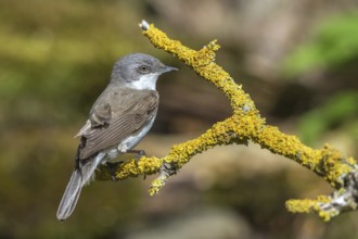 Rattling warbler - sitting on a branch (Sylvia curruca)