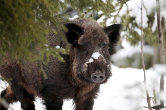 Wild boar (sus scrofa)