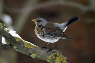 Juniper thrush (Turdus pilaris)