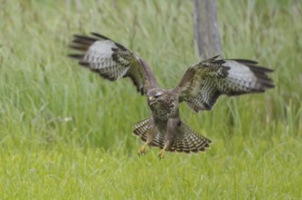 Common buzzard (Buteo buteo)