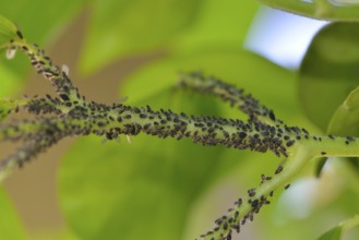 Aphids (Aphidoidea)