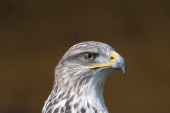 Royal Rough-legged Buzzard (Buteo regalis)