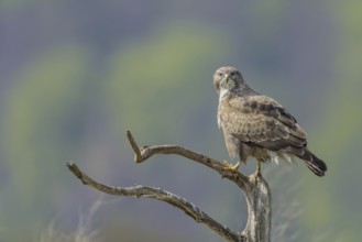 Common buzzard (Buteo buteo)