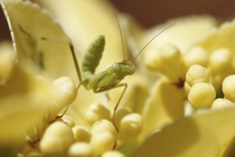European mantis (Mantis religiosa)