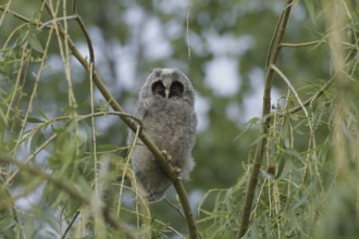 Long-eared owl (Asio otus)