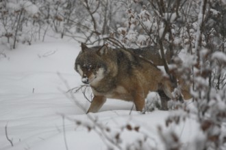Wolf (Canis lupus)
