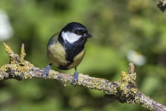 Great tit - on a branch (Parus major)