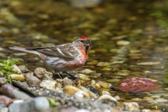 Redpoll - male drinking (Carduelis flammea)