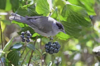 Blackcap (Sylvia atricapilla)