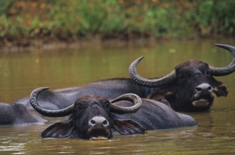 Water buffalo (Bubalus arnee)