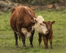 Momma Cow and Calf, Color Image, Northern California, USA, North America