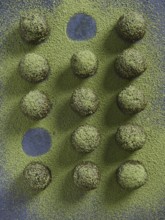 Bliss balls or energy balls sprinkled with matcha green tea. Placed in a row with some round holes