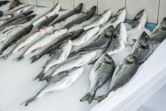 Raw sea bream and bass fish on ice in a fishing shop