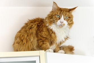 Cat - A maine coon in a living room
