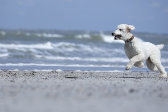 A white dog, King Poodle, runs joyfully along the beach, the waves rolling in the background,