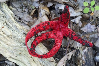 Cuttlefish mushroom, Clathrus archeri