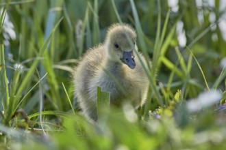 A fluffy grey goose chick (Anser anser) stands in the green grass, Mühlenteich, Wismar,