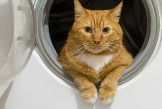 Beautiful domestic red cat. Red cat in a washing machine. The cat is clean healthy groomed