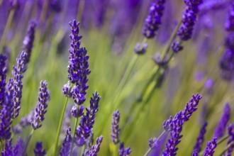 Flowers of lavender