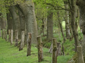 An old wooden fence runs along a row of large trees in the forest, merfeld, münsterland, germany