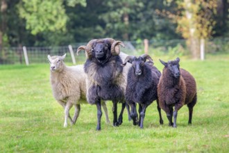 Group of four sheep walking together in meadow