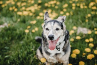 A happy dog with tongue out sits in a field of yellow dandelions
