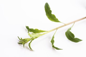 Goji leaf isolated on white background