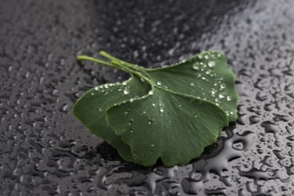 Ginkgo biloba leaves