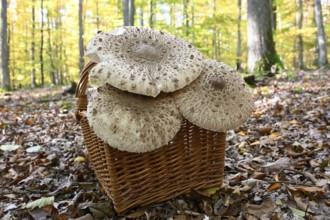 Parasol mushroom, Parasol, giant umbrella mushroom (Macrolepiota procera), Lower Franconia,