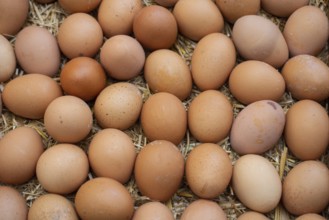 Organic fresh farm eggs at the market place