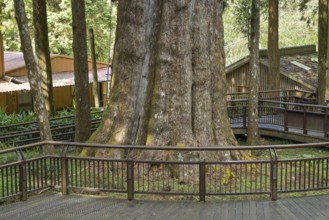 The sacred Xianglin tree, Xianglin Giant Tree, Red Taiwan Cypress, Alishan National Forest