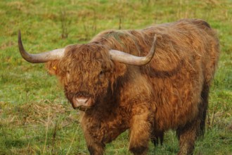 A strong Highland cow stands attentively in the meadow and looks ahead, Velen, Münsterland, North