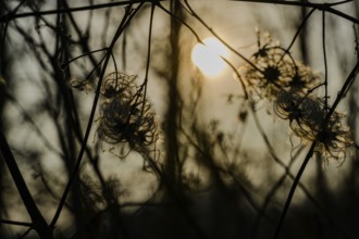Sunset behind silhouetted branches, Saalach, Austria, Europe