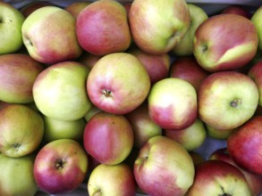 Apples in the sales box