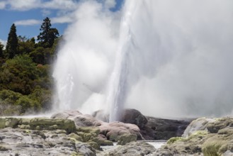 An image of a Geyser in New Zealand Rotorua